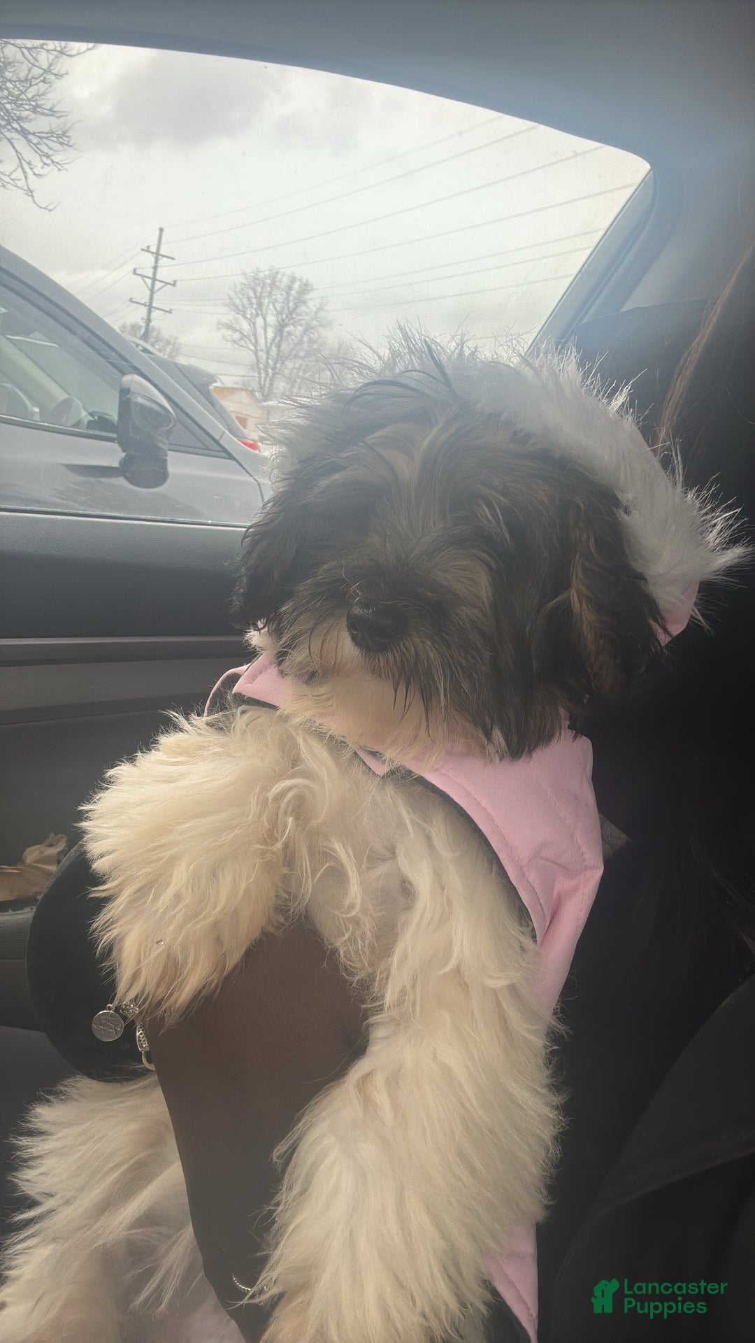 Havapoo dogs for sale: Stormi - Ad 4