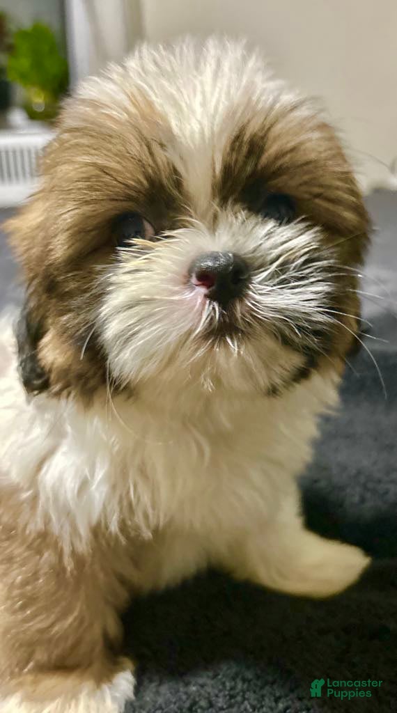 Shih Tzu dogs Andy - Ad 16