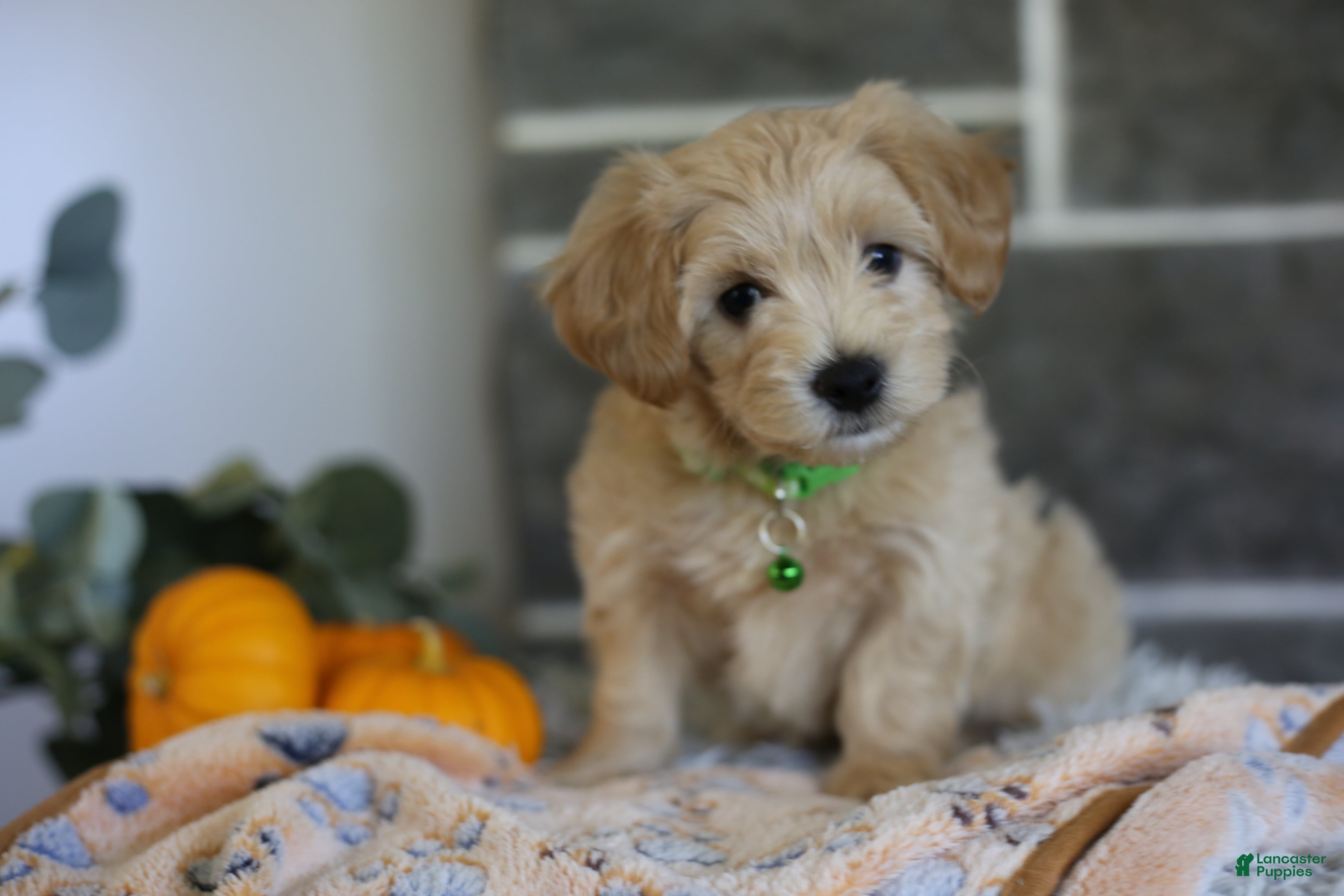 Maltipoo dogs Beanie - Ad 2