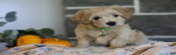 Maltipoo dogs for sale: Beanie - Ad 2