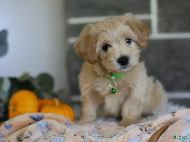 Maltipoo dogs Beanie - Ad 2