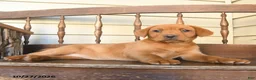 Labrador Retriever dogs for sale: Nutmeg  - Ad 5