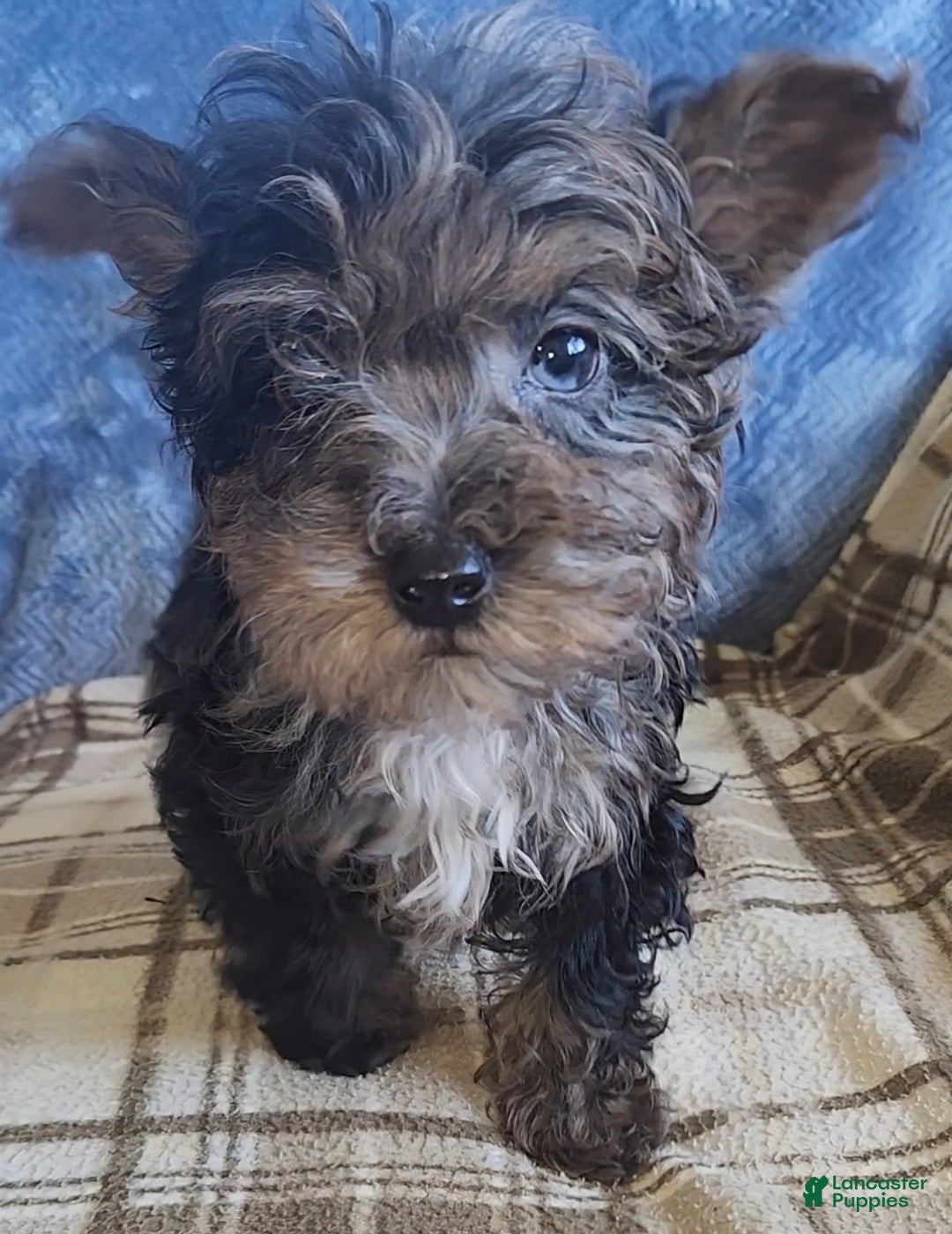 Yorkiepoo dogs for sale: Paul - Ad 5