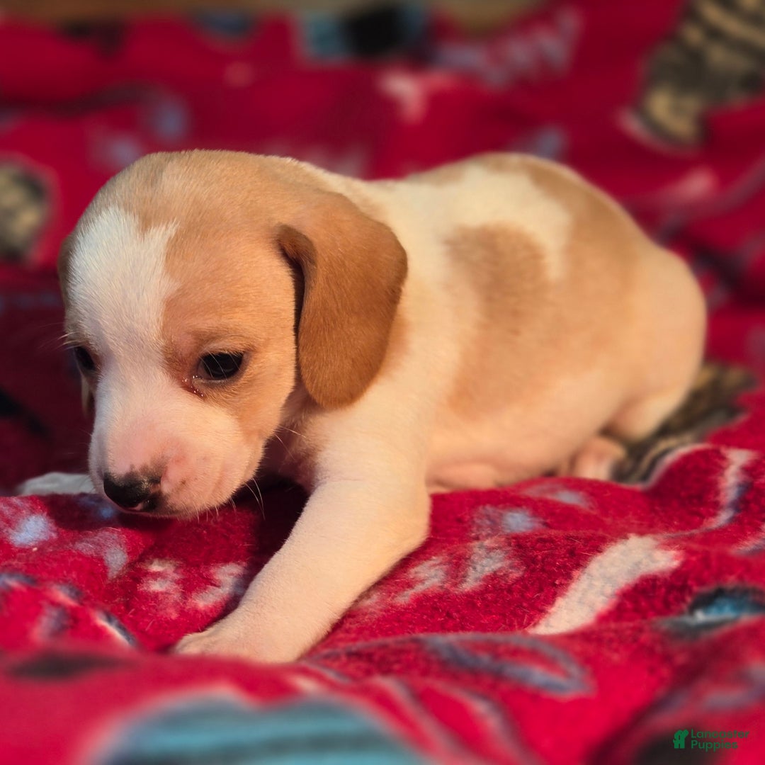 Beagle dogs for sale: Sage Queen Elizabeth Pocket Beagle - Ad 4