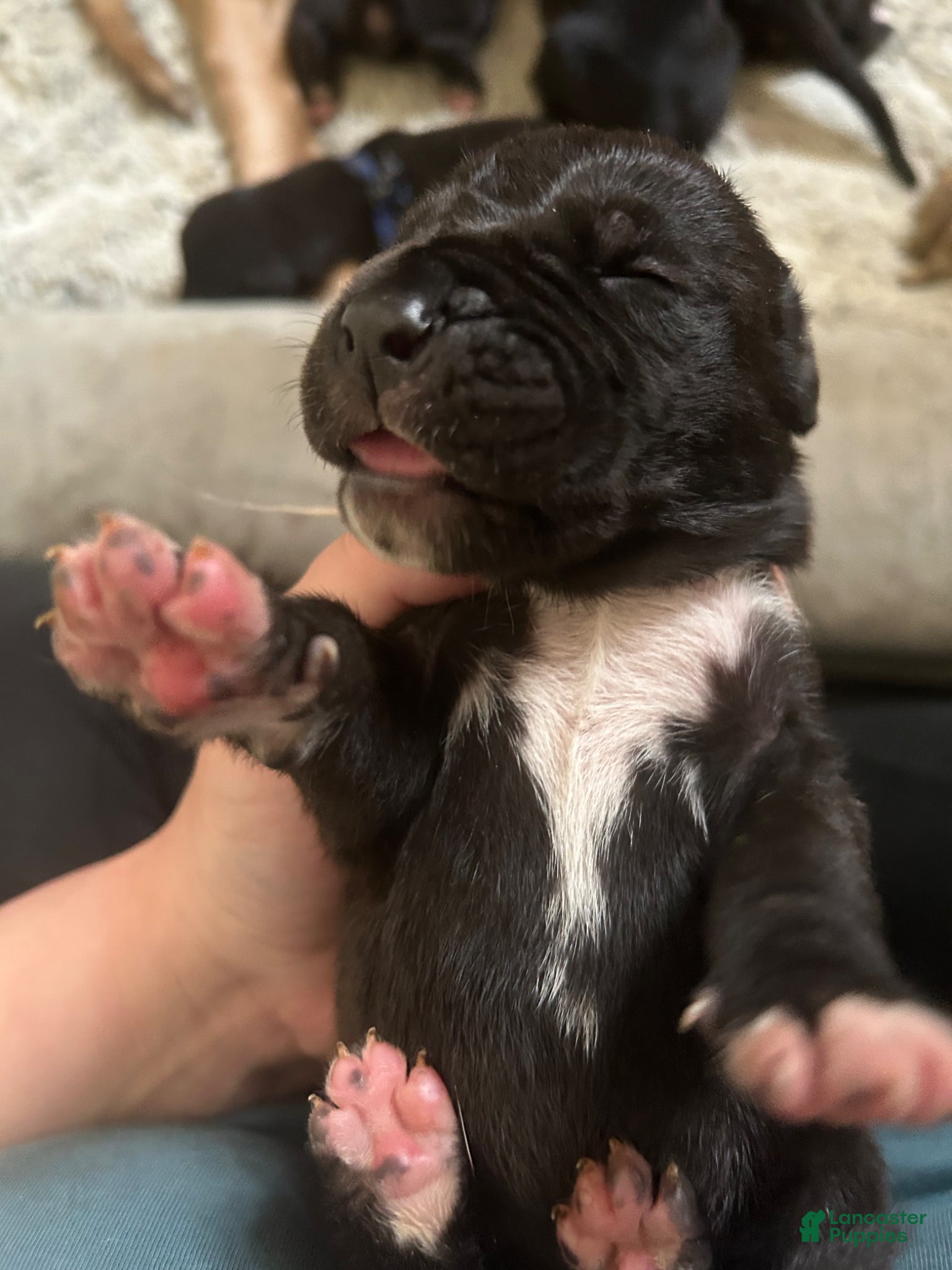 Great Dane dogs Great Dane Puppy 5 - Ad 24