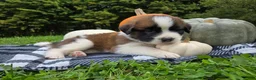 Saint Bernard dogs for sale: Avalanche - Ad 5