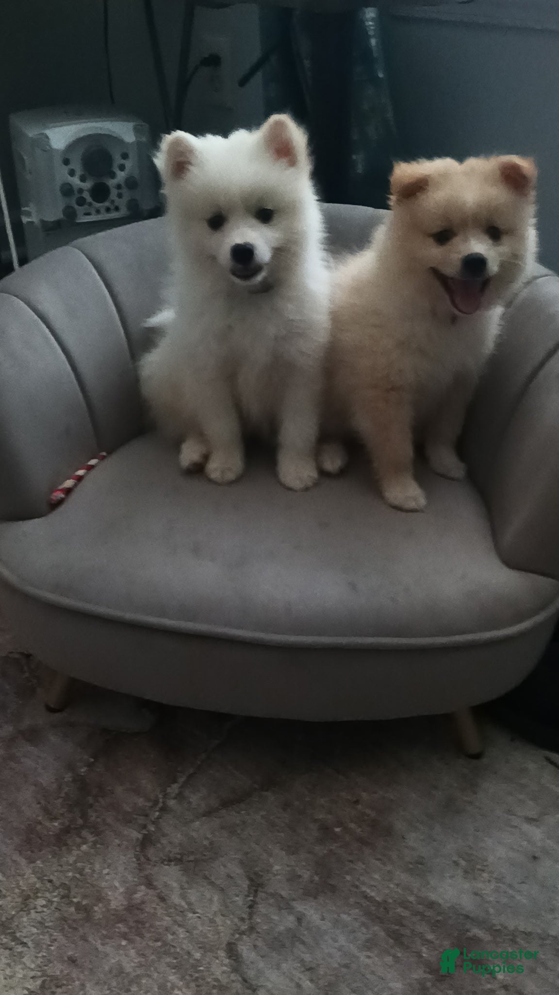 Pomeranian dogs Pomeranian Puppy 1 - Ad 9
