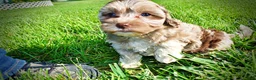 Havapoo dogs for sale: Bambi - Ad 23