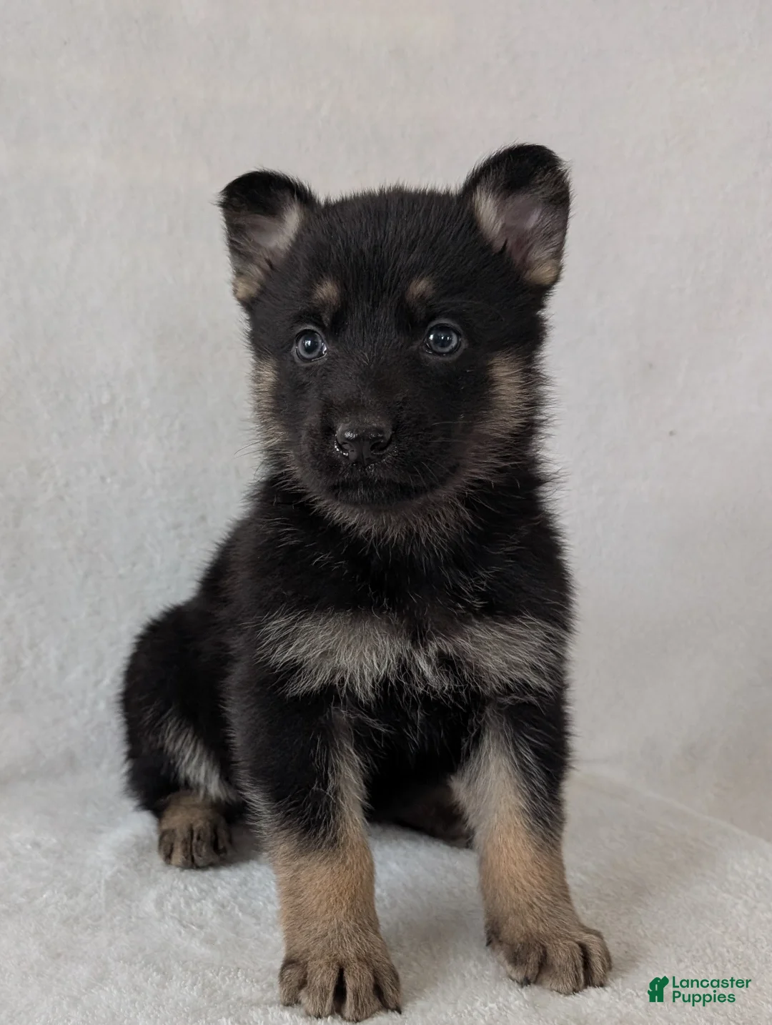 German Shepherd dogs for sale: Issie - Ad 10