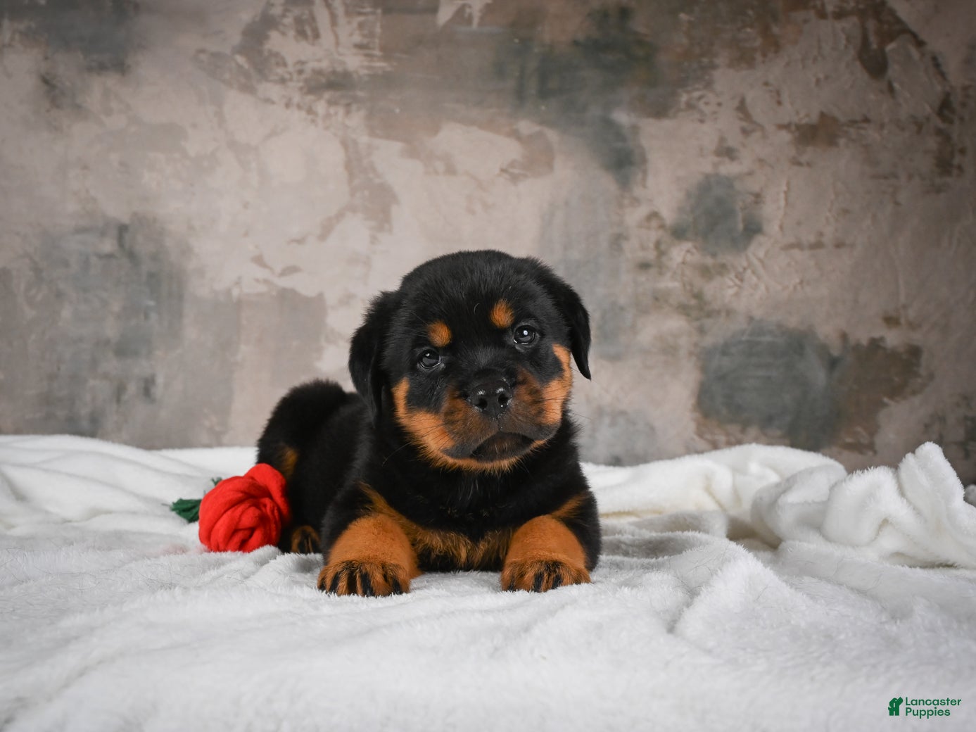 Rottweiler dogs  Sasha 🐾 - Ad 2