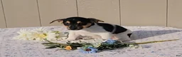Jack Russell Terrier dogs for sale: Dander - Ad 3