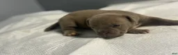 American Bully dogs for sale: American Bully 5 - Ad 2