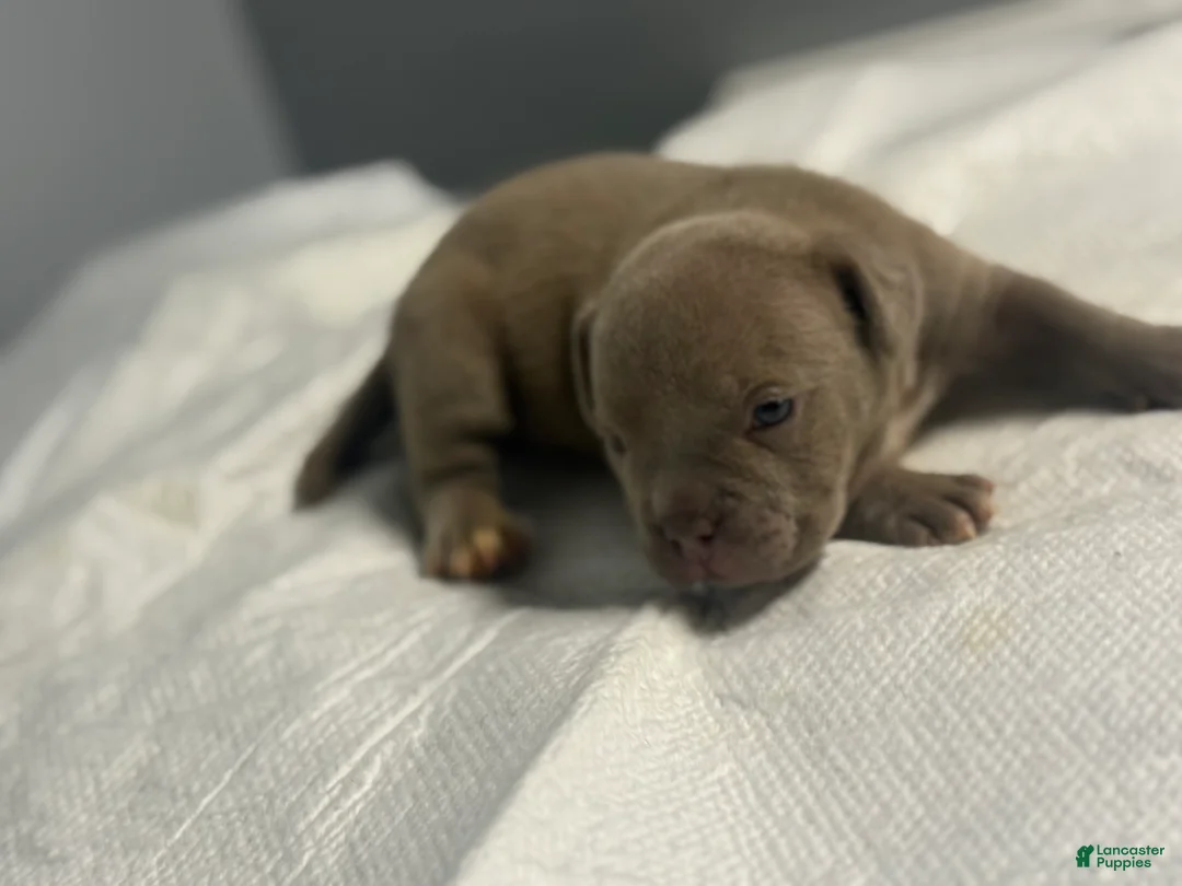 American Bully dogs for sale: American Bully 5 - Ad 2