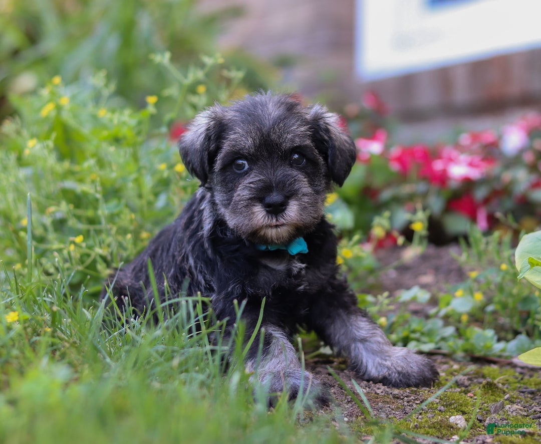 Miniature Schnauzer dogs for sale: Millie - Ad 22