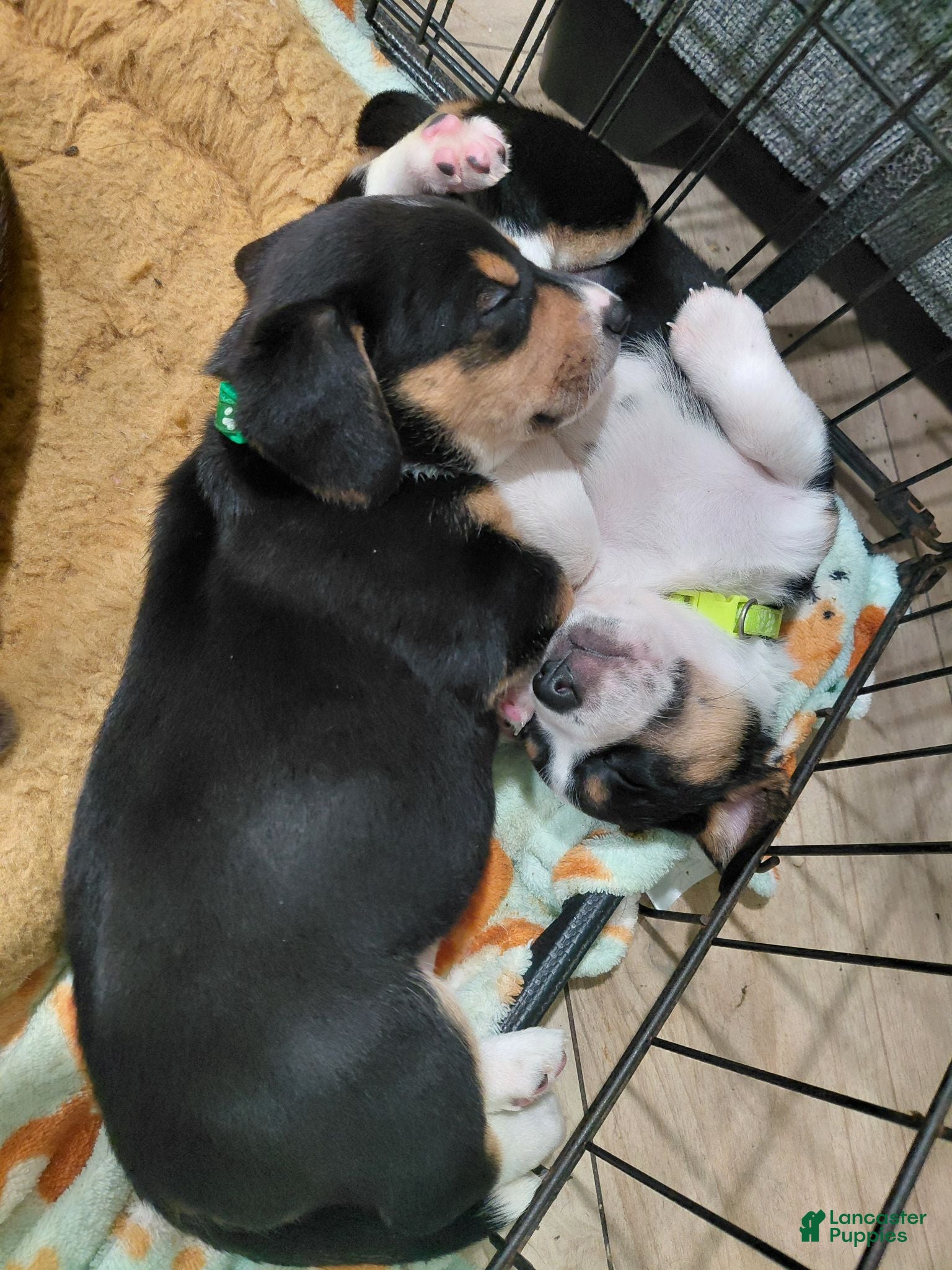 Mixed Breed dogs Beagie 2 - Ad 24