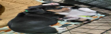 Beagie 2