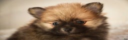 Pomeranian dogs for sale: Bingley - Ad 8