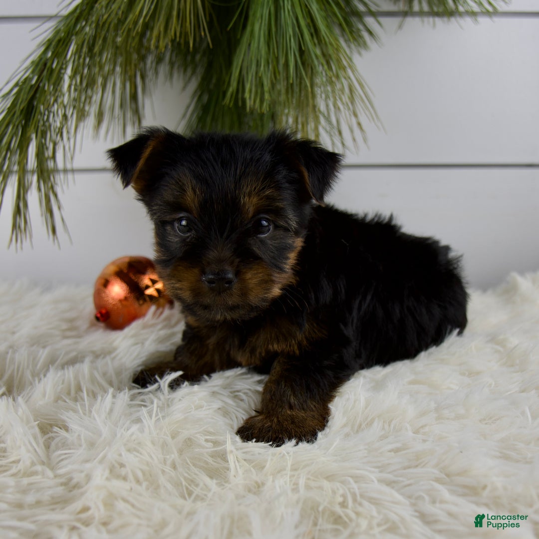 Yorkshire Terrier dogs for sale: Cody - Ad 9
