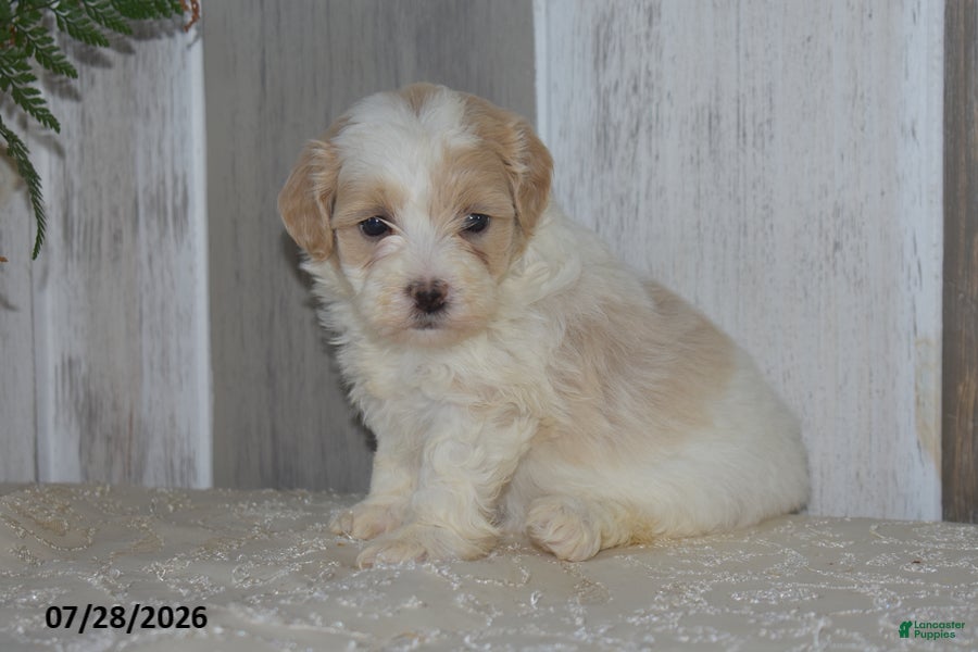 Maltipoo dogs Patsy - Ad 1