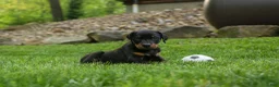 Doberman Pinscher dogs for sale: Duke (Black Rust)🐶🤎✨ - Ad 7