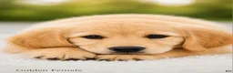 Golden Retriever dogs for sale: Golden Retriever 3 - Ad 3