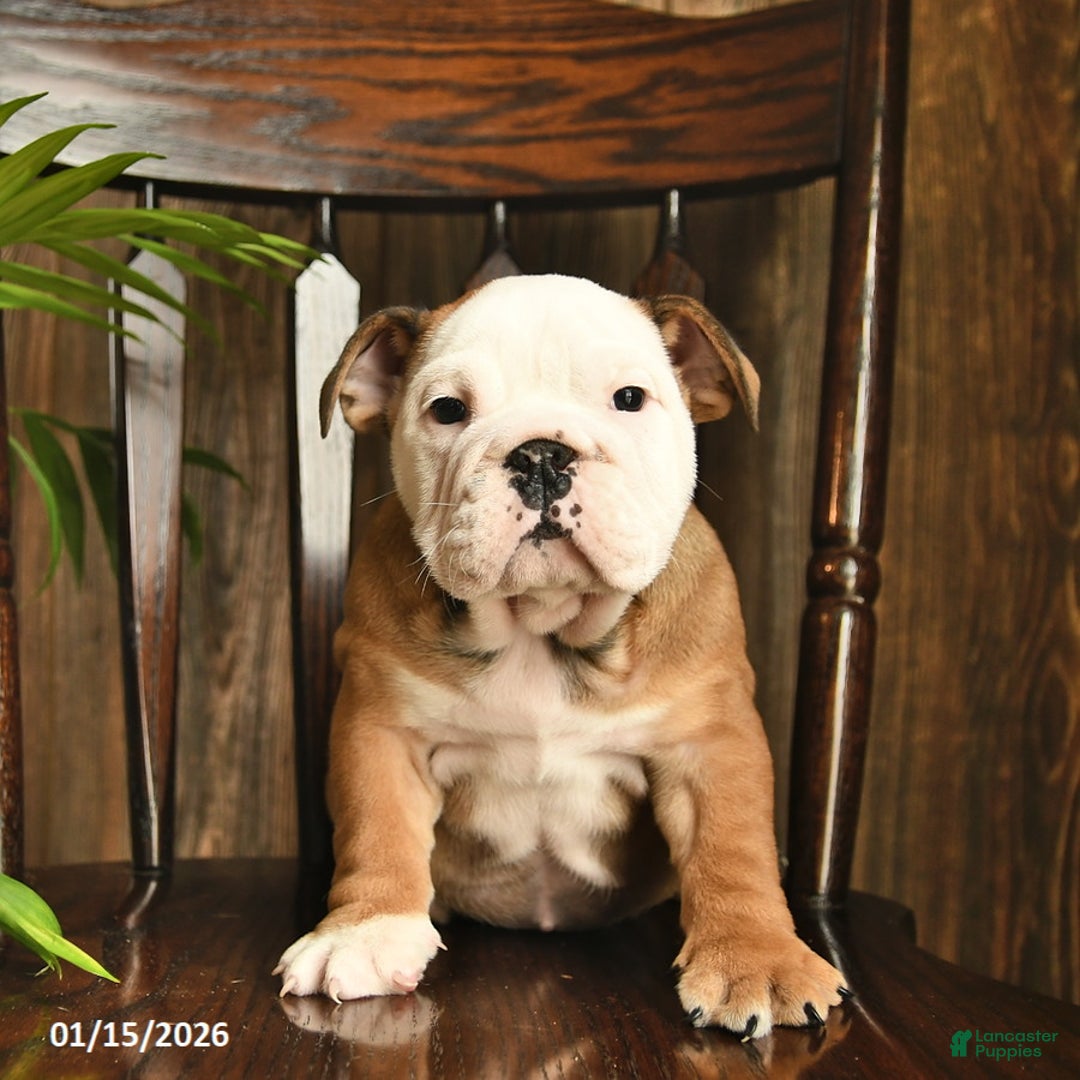 English Bulldog dogs for sale: Canyon  - Ad 2