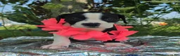 Olde English Bulldogge dogs for sale: Alice - Ad 3