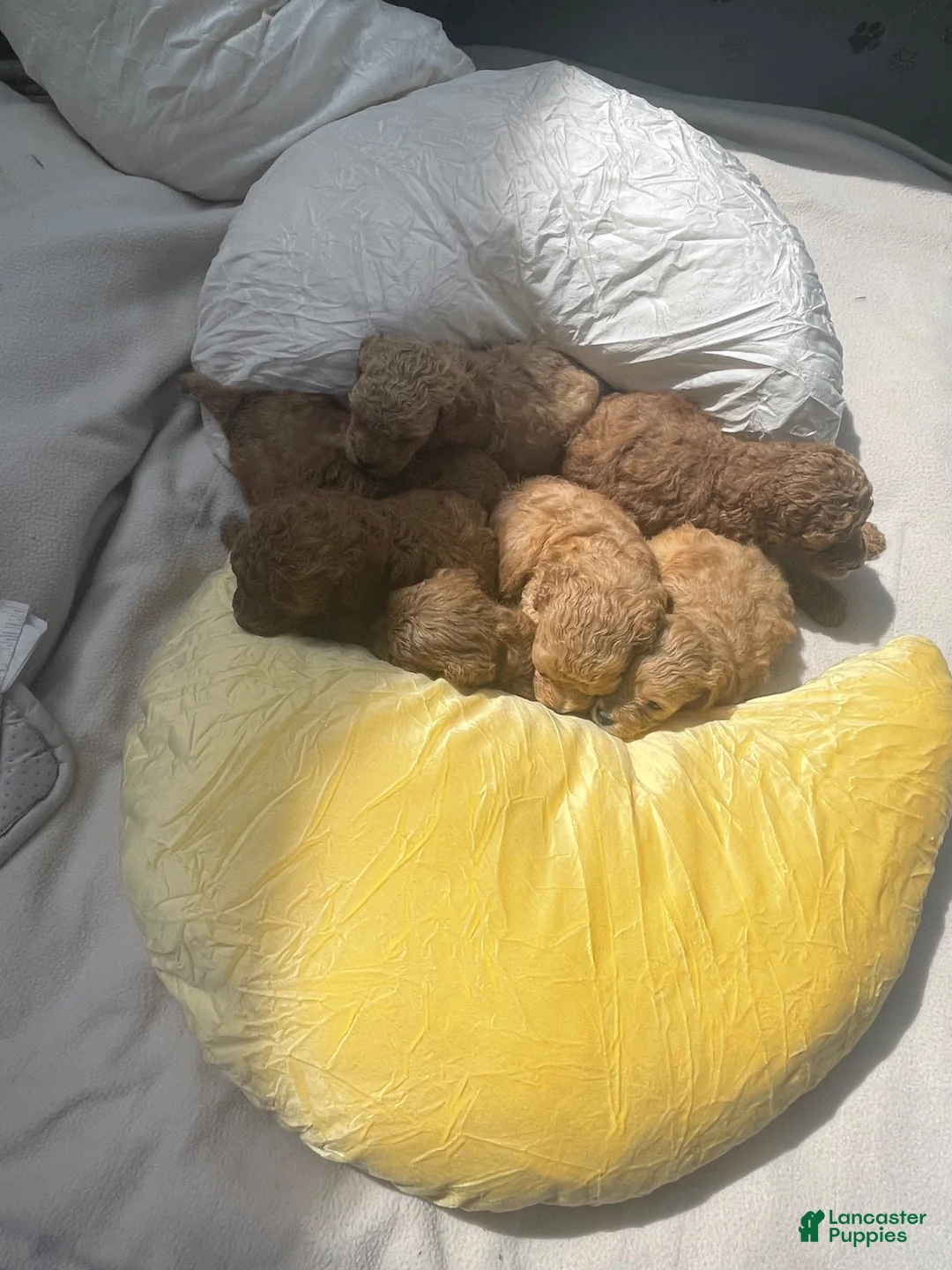 Cockapoo dogs for sale:  peaches Cockapoo 5 - Ad 1