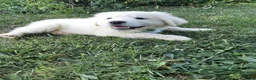 Great Pyrenees dogs for sale: Quincy - Ad 5