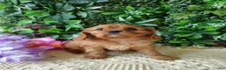 Cavalier King Charles Spaniel dogs for sale: Belle - Ad 5