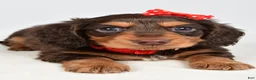 Miniature Dachshund dogs for sale: Sawyer - Ad 10