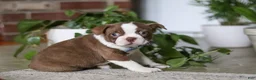 Boston Terrier dogs for sale: Kian - Ad 1