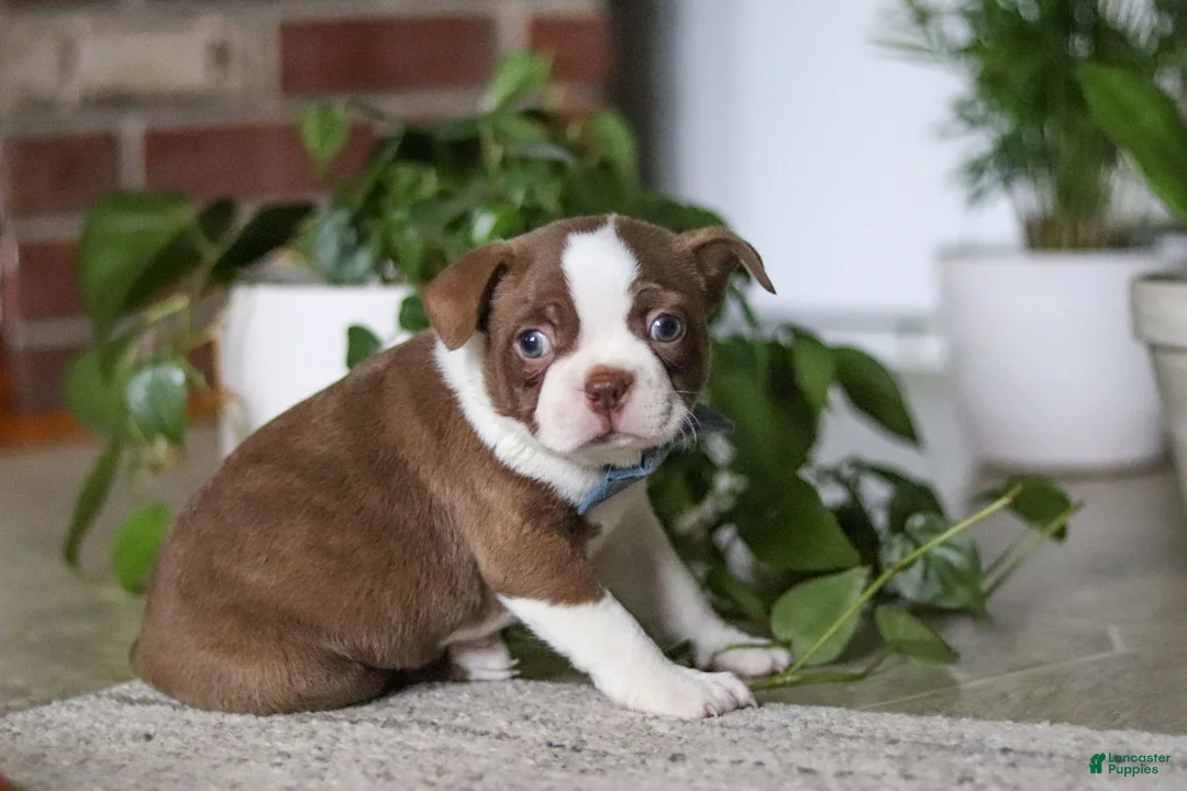 Boston Terrier dogs for sale: Kian - Ad 1