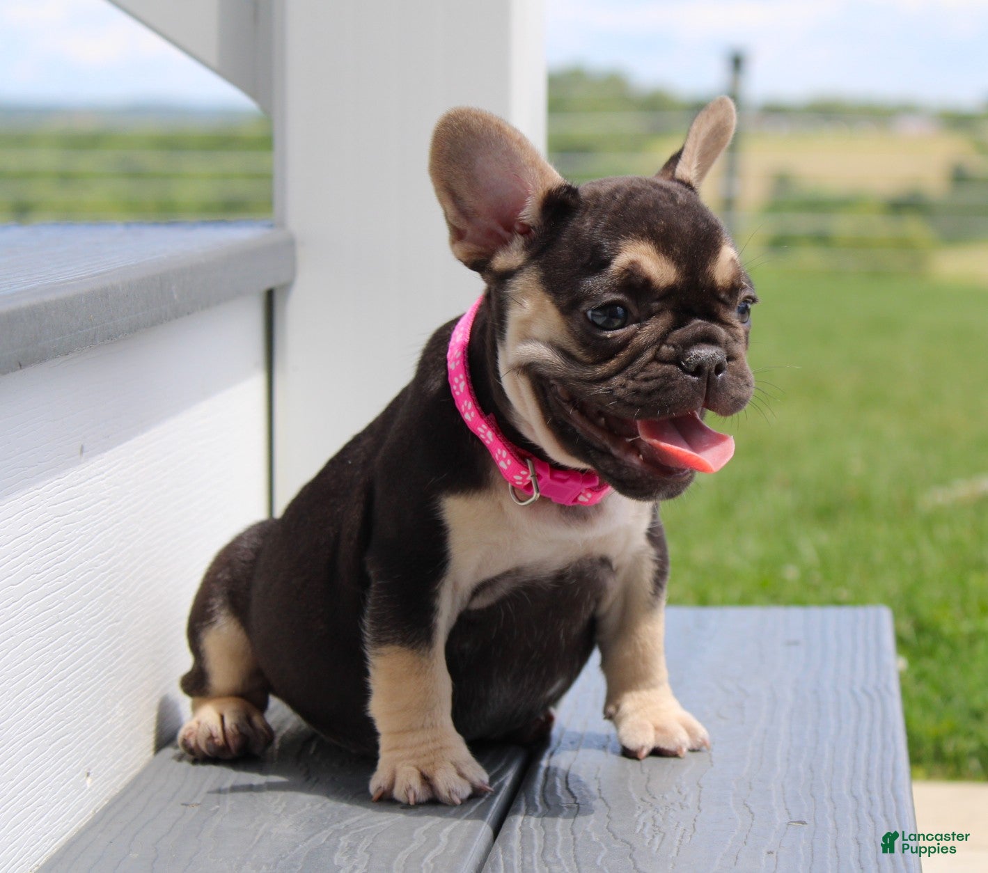 French Bulldog dogs Mocha - Ad 1