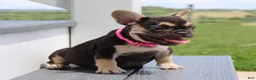 French Bulldog dogs for sale: Mocha - Ad 1