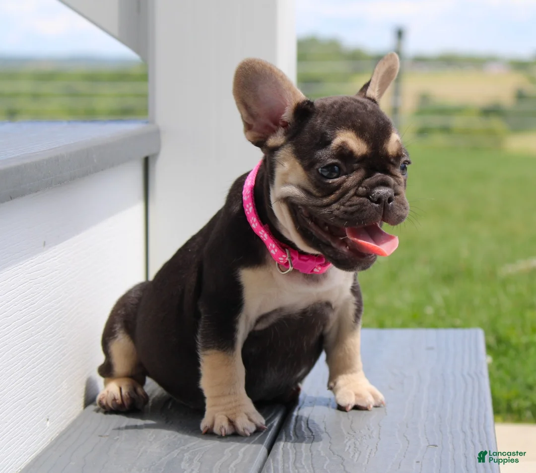 French Bulldog dogs for sale: Mocha - Ad 1