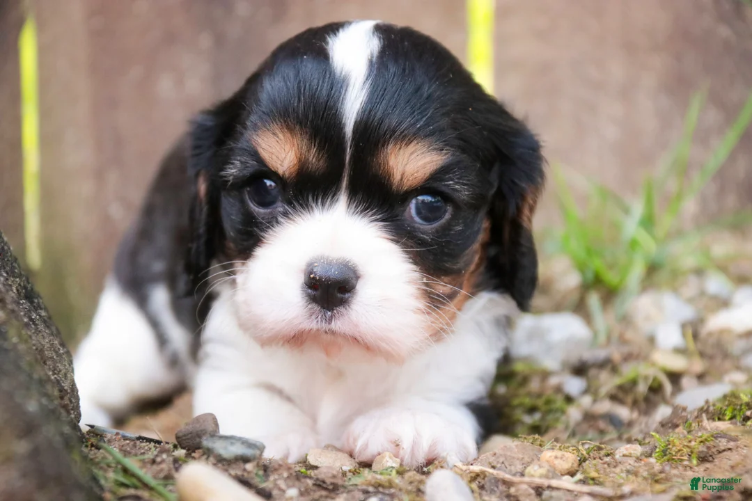 Cavalier King Charles Spaniel dogs for sale: Davy - Ad 1
