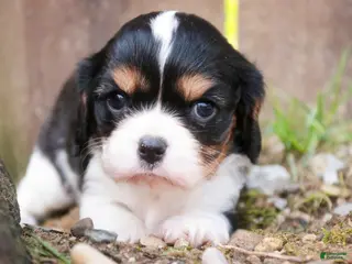 Cavalier King Charles Spaniel dogs for sale: Davy - Ad 3