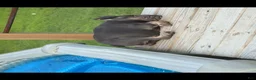 French Bulldog dogs for sale: Kash - Ad 4