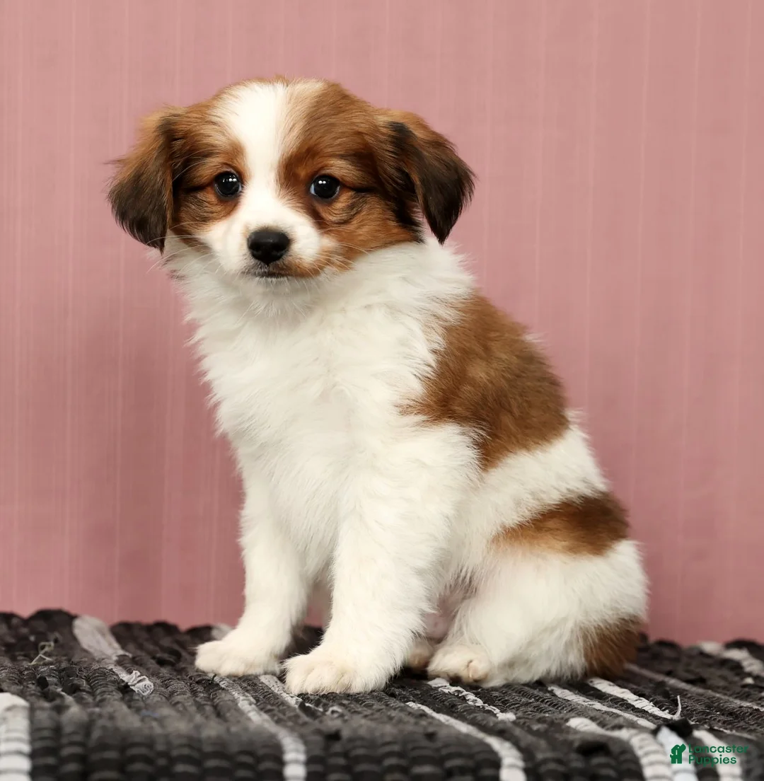 Papillon dogs for sale: Matson - Ad 7