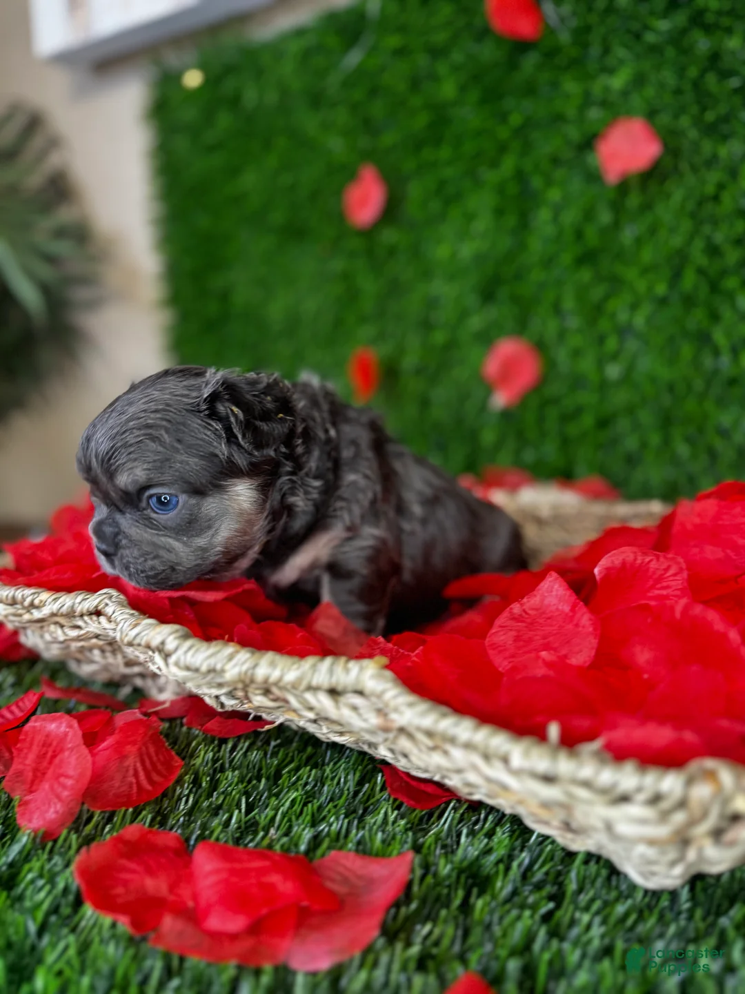 French Bulldog dogs for sale: TWINKLE - Ad 6
