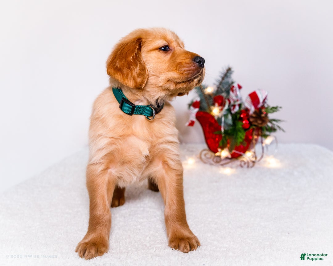 Golden Retriever dogs for sale: Benjy - Ad 7