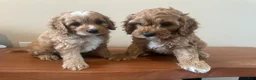Cockapoo dogs for sale: Cockapoo 1 - Ad 2