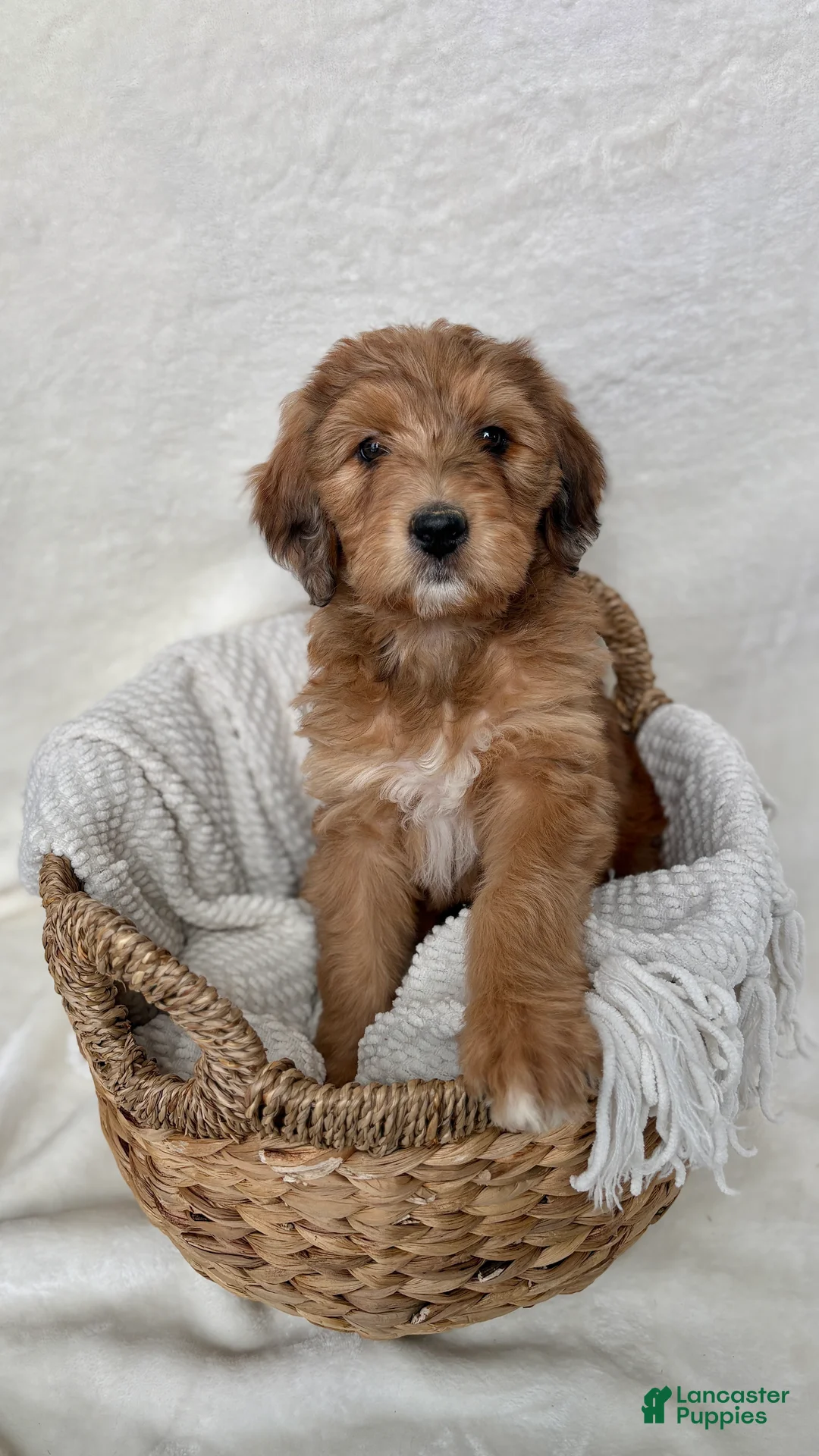 Bernedoodle dogs for sale: Coco - Ad 7
