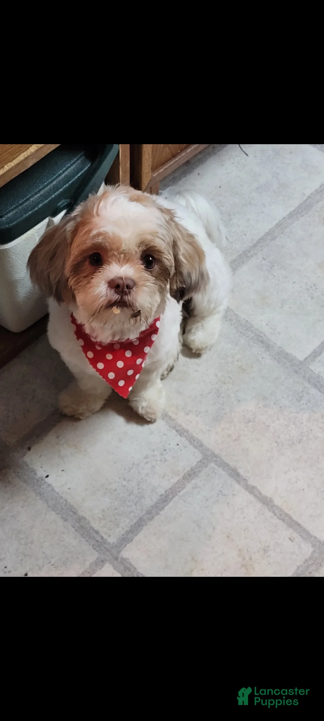 Lhasa Apso dogs for sale: Lhasa Apso 2 - Ad 2