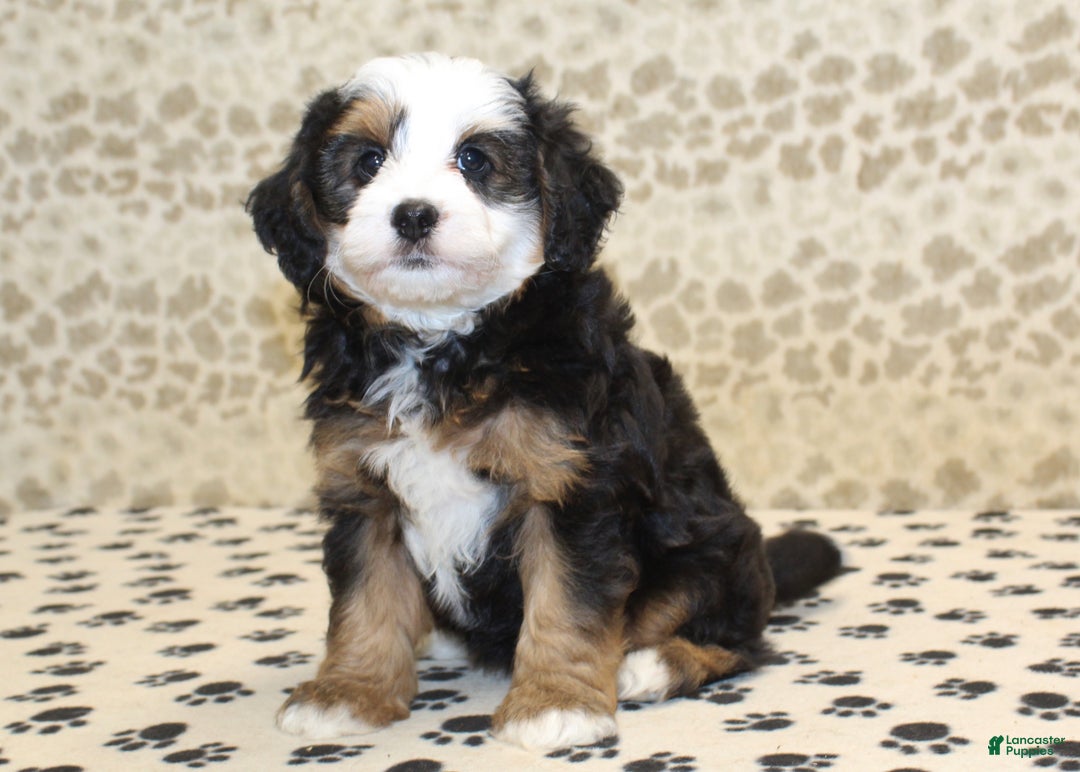 Mini Bernedoodle dogs for sale: Nate - Ad 21