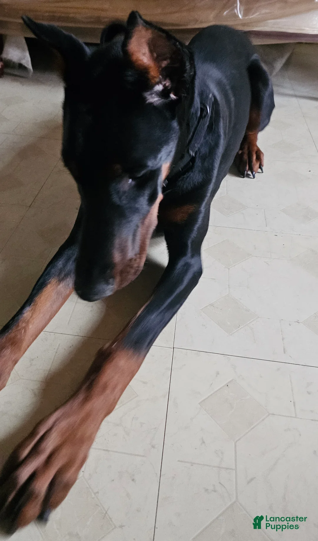 Doberman Pinscher dogs for sale: Doberman Pinscher Puppy 1 - Ad 7