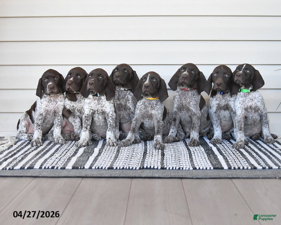 German Shorthaired Pointer dogs Cody - Ad 2