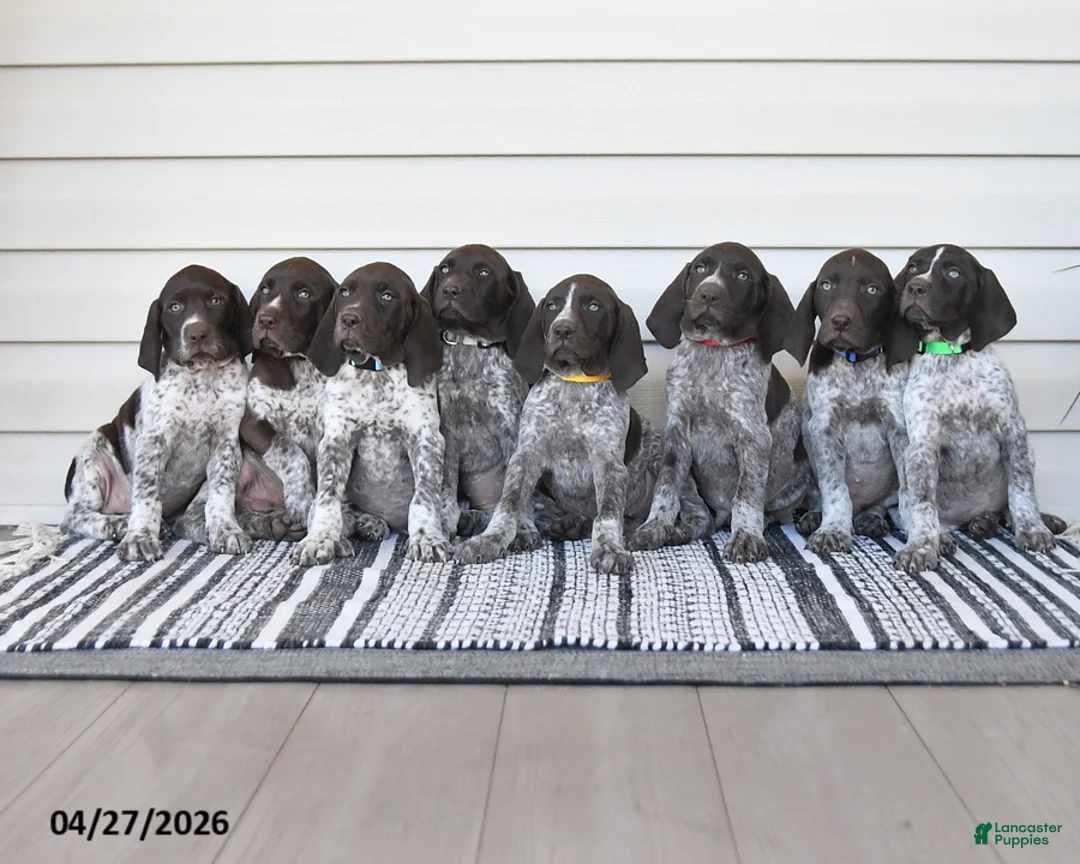German Shorthaired Pointer dogs for sale: Cody - Ad 2
