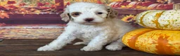 Cockapoo dogs for sale: Channel - Ad 1